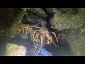 Fiordland Crayfish (lobster) Diving | Milford and Doubtful Sound highlights