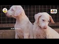 ராஜபாளையம் நாய்  | வளர்ப்பு | பராமரிப்பு  | குட்டி விற்பனை | A to Z | Rajapalayam Dog | தமிழ்