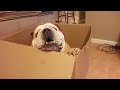 English bulldog in a box