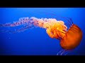 Jazzy Jellyfish - orange