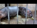 Sedgwick County Zoo - Hippo Luncheon