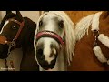 Alle meine Hobbyhorses!(neues Pferd?😨)+❤30K GEWINNSPIEL❤