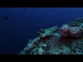 BLUE CORNER, Palau, Micronesia