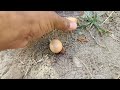 from crossing to hatching eggs full informative video | teetar breeding season