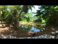 Tropical Lagoon with friendly ducks - Botanical Gardens Rio Piedras Puerto Rico 2022 360 Video
