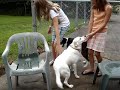 dogs welcome their girls home