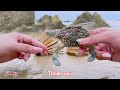 Simple Catching Clams Experiment 🐚 Cooking Miniature Thai Style Clams and Grilled Cheese Clam Recipe