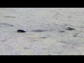 Beaver swimming in duckweed