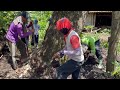 Amazing‼️ Cut down a large trembesi tree in the suburbs, Stihl ms881.