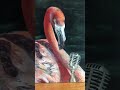 Flamingo has something to say