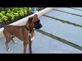 Boxer dog fear of statues