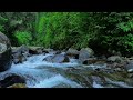 BEAUTIFUL FOREST SOUNDS, CALMING RIVER SOUNDS, FOREST BIRDSONG, NATURES MUSIC, ASMR