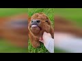 Funny Animals / Cute Animals 2022 / Funny Animal / Funny Animal Videos / Cute Animal Videos