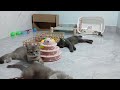I would die laughing for these FUNNIEST Cats 😍 Funniest Cat Reaction 😹