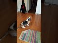 Cruiser, a super stubborn beagle.