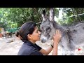 Injured baby donkey rescued; watch her mama's reaction.