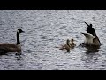 ADORABLE! Canada Geese and Goslings in Yellowstone!