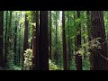 Coastal Redwoods of California by drone