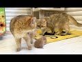 Mom cat carries kitten Meow to dad cat so that he takes care of him