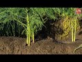 How Farmers Produce Millions of Asparagus and Harvesting - Processing Factory