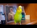 Веселое пение волнистого попугая