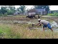 Membajak sawah dengan sapi persiapan menanam padi