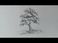 Learn how to draw a tree step by step | #tree #treedrawing #biginner