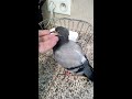 Sauvetage pigeon et tourterelle : tombé du nid et malade : 