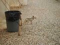 I shall call him Rommel, the Desert Fox. He's eating from the Garbage anyway.