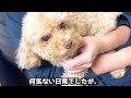 犬の混合ワクチン接種に行ってきました/久々の家族散歩で穴場スポットを見つけて走り回りました【トイプードル】【タイニープードル】