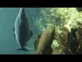 I am Fish // A Short Film