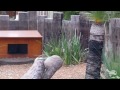 Rare Echidna Trailing at Taronga Zoo