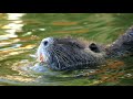 Beavers - Learn about Animals - Educational Video for Kids - Animals in Canada - Canadian English