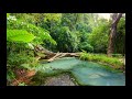 Wake Up with Me in the Jungle - Camping Morning - Relaxing Meditation Nature Sound - No Music - ASMR