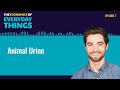 Animal Urine | The Economics of Everyday Things | Episode 7