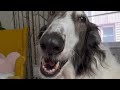 Borzoi Cryptid Spotted on Lake Michigan Beach