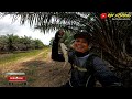 CASTING GABUS|RAWA AIR HITAM SEPERTI INI YANG BANYAK DI HUNI IKAN GABUS|DAIWA|ABU GARCIA