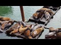 Oregon Sea Lions