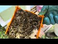 Raising new queen bees - Setting up mating boxes