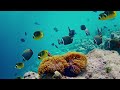 Acuario VIDEO 4K 🐠 Hermosos Peces de Arrecife de Coral - Música Relajante Para Dormir y Meditar #5