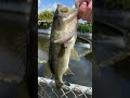 My first bait making video!