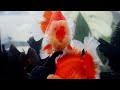 This is a group video of the gorgeous Rose tail oranda #goldfish #goldfishfarm #oranda #금붕어