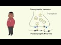 How Zoloft (Sertraline) Works