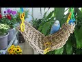 여름꽃이 가득한 사랑앵무 정원|Budgies Playing,Singing And Chirping In The Garden|#parakeet #앵무새 #budgie #parrot