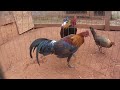 Nha Red Junglefowl (Like father like son-11272011)