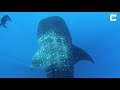 Whale Sharks Rescued From Net