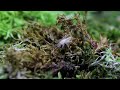 I Used an Endoscopic Camera to Peek Into an Ant Nest in My Giant Ecosystem Vivarium | S1 Ep. 10