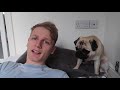 How to brush a pug! (Tips and Advice)