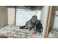 Karna Pigeon Available For Sale....