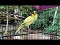 A Special Canary to Seduce All The Canaries - The Belgian Singing Canary